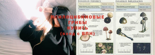 a pvp Белокуриха